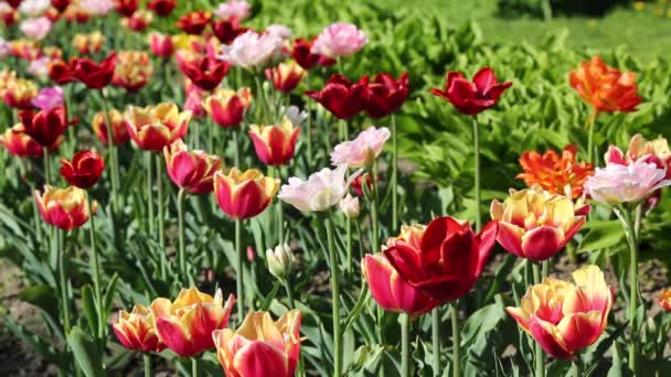 Gyönyörű Tulipánok Virágzik Tavasszal Kijelölt Fókusz — Stock videók