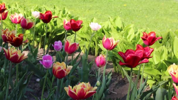 Krásné Tulipány Kvetou Jarní Době Vybrané Zaměření — Stock video