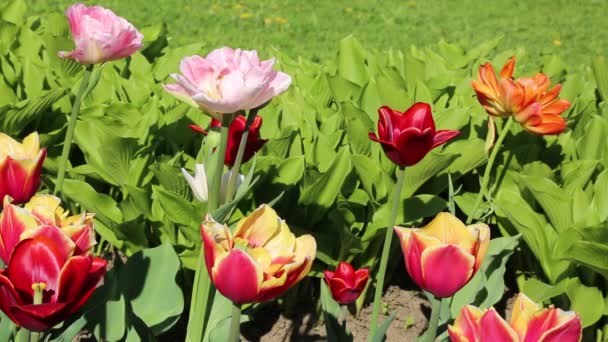 春には美しいチューリップが咲きます 選択したフォーカス — ストック動画
