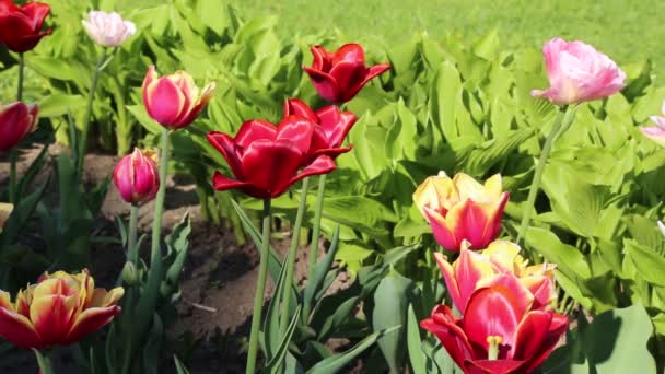 Mooie Tulpen Bloesem Lente Geselecteerde Focus — Stockvideo