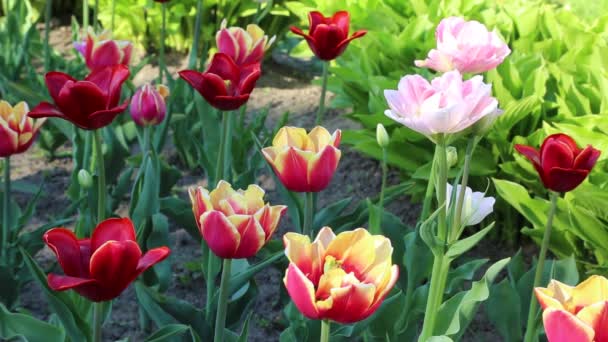 Hermosos Tulipanes Florecen Primavera Enfoque Seleccionado — Vídeos de Stock