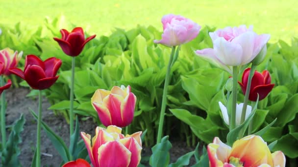Laleler Ilkbaharda Çiçek Açar Seçili Odak — Stok video