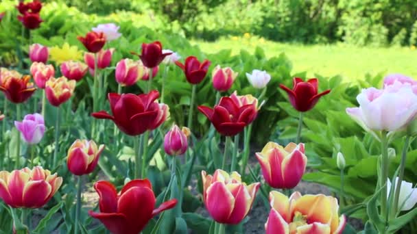 Tulpen Bloesem Lente Geselecteerde Focus — Stockvideo