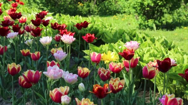 Tulipany Kwitną Wiosną Wybrana Ostrość — Wideo stockowe