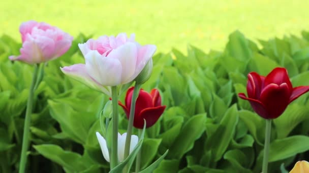 Lindas Tulipas Florescem Primavera Foco Selecionado — Vídeo de Stock