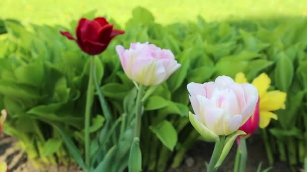 Vackra Tulpaner Blommar Våren Valda Fokus — Stockvideo