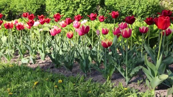 Mooie Tulpen Bloesem Lente Geselecteerde Focus — Stockvideo