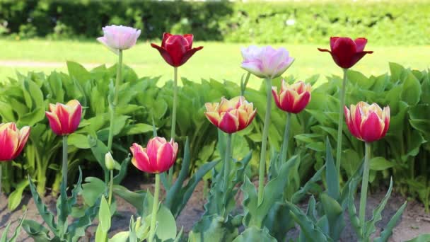 Piękne Tulipany Kwitną Wiosną Wybrana Ostrość — Wideo stockowe
