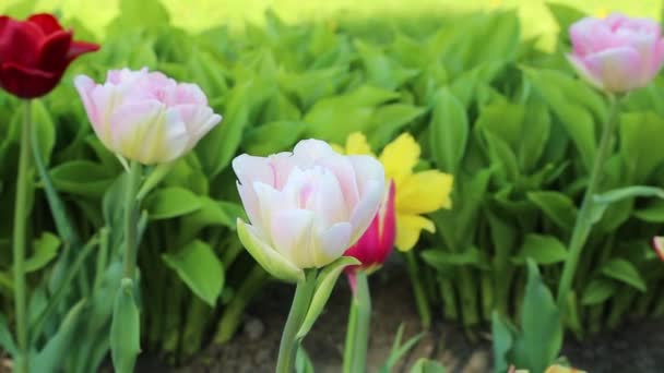 Mooie Tulpen Bloesem Lente Geselecteerde Focus — Stockvideo