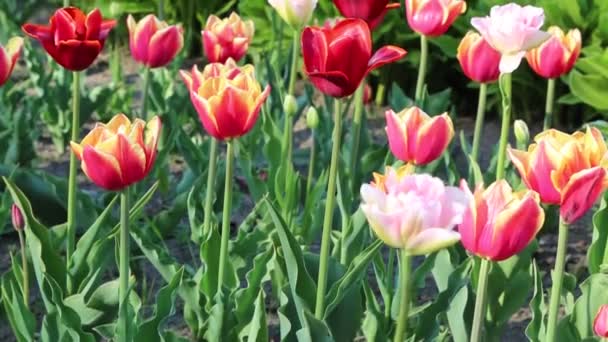 Krásné tulipány kvetou ve jarní době. Vybrané zaměření.