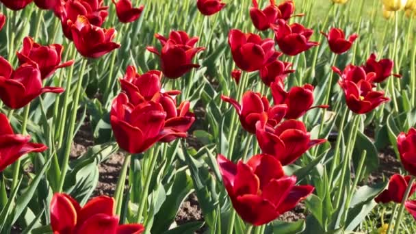 Весной Цветут Прекрасные Тюльпаны Выбранный Фокус — стоковое видео