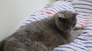 Sevimli gri İngiliz cins kedi kamera poz