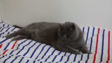 Sevimli gri İngiliz cins kedi kamera poz