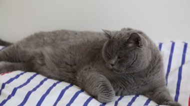 Sevimli gri İngiliz cins kedi kamera poz