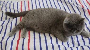 Sevimli gri İngiliz cins kedi kamera poz