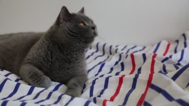 Sevimli gri İngiliz cins kedi kamera poz