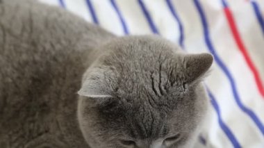 Sevimli gri İngiliz cins kedi kamera poz