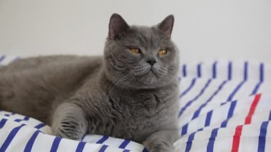 Sevimli gri İngiliz cins kedi kamera poz