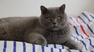 Sevimli gri İngiliz cins kedi kamera poz