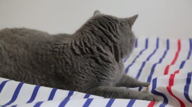 Sevimli gri İngiliz cins kedi kamera poz