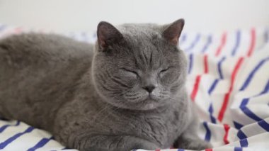 Sevimli gri İngiliz cins kedi kamera poz