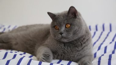 Sevimli gri İngiliz cins kedi kamera poz