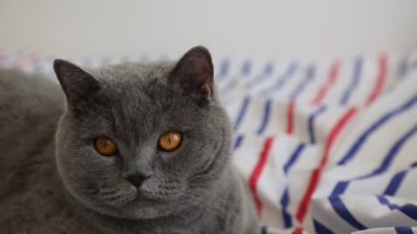 Sevimli gri İngiliz cins kedi kamera poz