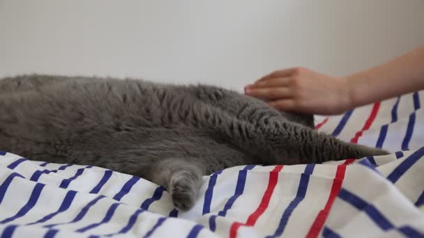 Lindo Gris Británico Crianza Gato Posando Cámara — Vídeo de stock