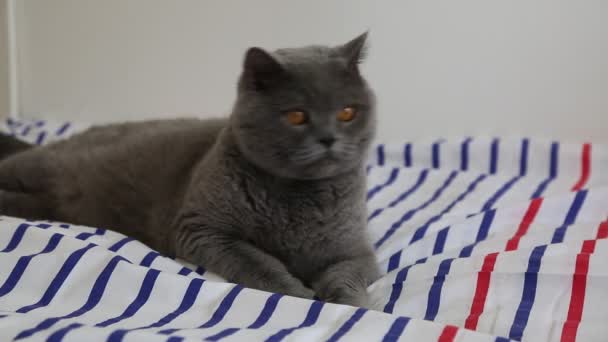Χαριτωμένο Γκρι Βρετανική Φυλή Γάτα Ποζάρει Στην Κάμερα — Αρχείο Βίντεο
