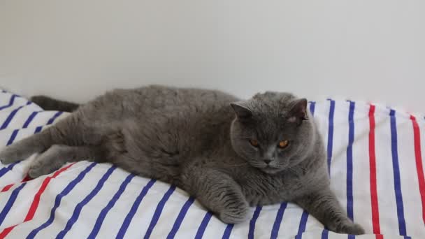 Lindo Gris Británico Crianza Gato Posando Cámara — Vídeo de stock