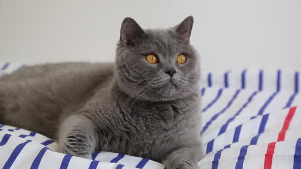 可爱的灰色英国品种猫是假扮在相机上 — 图库视频影像