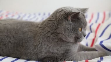 Sevimli gri İngiliz cins kedi kamera poz