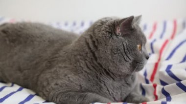 Sevimli gri İngiliz cins kedi kamera poz