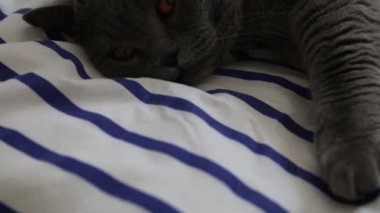 Sevimli gri İngiliz cins kedi kamera poz