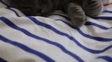 Sevimli gri İngiliz cins kedi kamera poz