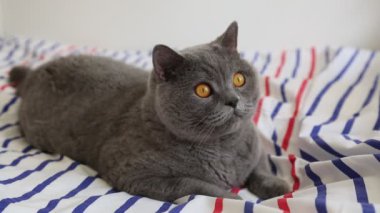 Sevimli gri İngiliz cins kedi kamera poz