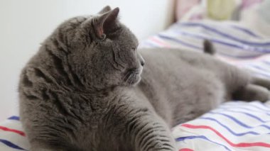 Sevimli gri İngiliz cins kedi kamera poz