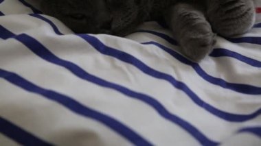 Sevimli gri İngiliz cins kedi kamera poz