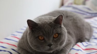 Sevimli gri İngiliz cins kedi kamera poz