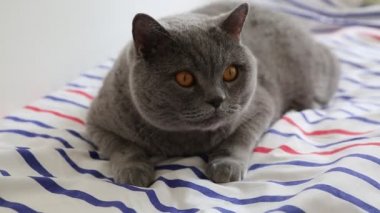 Sevimli gri İngiliz cins kedi kamera poz