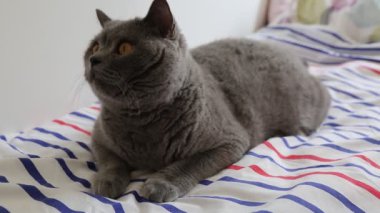 Sevimli gri İngiliz cins kedi kamera poz