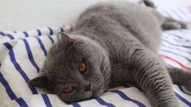 Sevimli gri İngiliz cins kedi kamera poz