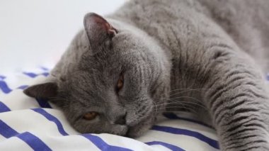 Sevimli gri İngiliz cins kedi kamera poz