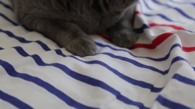 Sevimli gri İngiliz cins kedi kamera poz