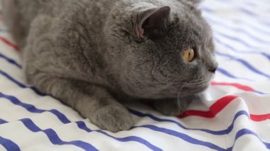 Sevimli gri İngiliz cins kedi kamera poz