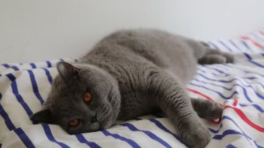 Sevimli gri İngiliz cins kedi kamera poz