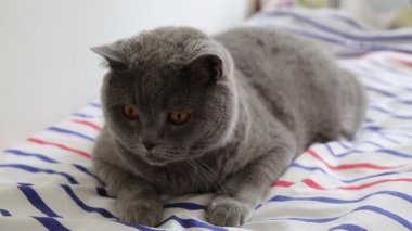 Sevimli gri İngiliz cins kedi kamera poz