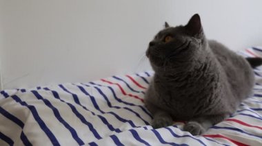 Sevimli gri İngiliz cins kedi kamera poz