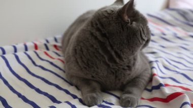 Sevimli gri İngiliz cins kedi kamera poz