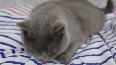 Sevimli gri İngiliz cins kedi kamera poz